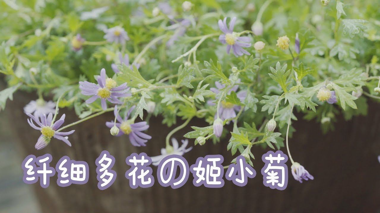 纤细多花的姬小菊 花市里可爱的小植物 Youtube