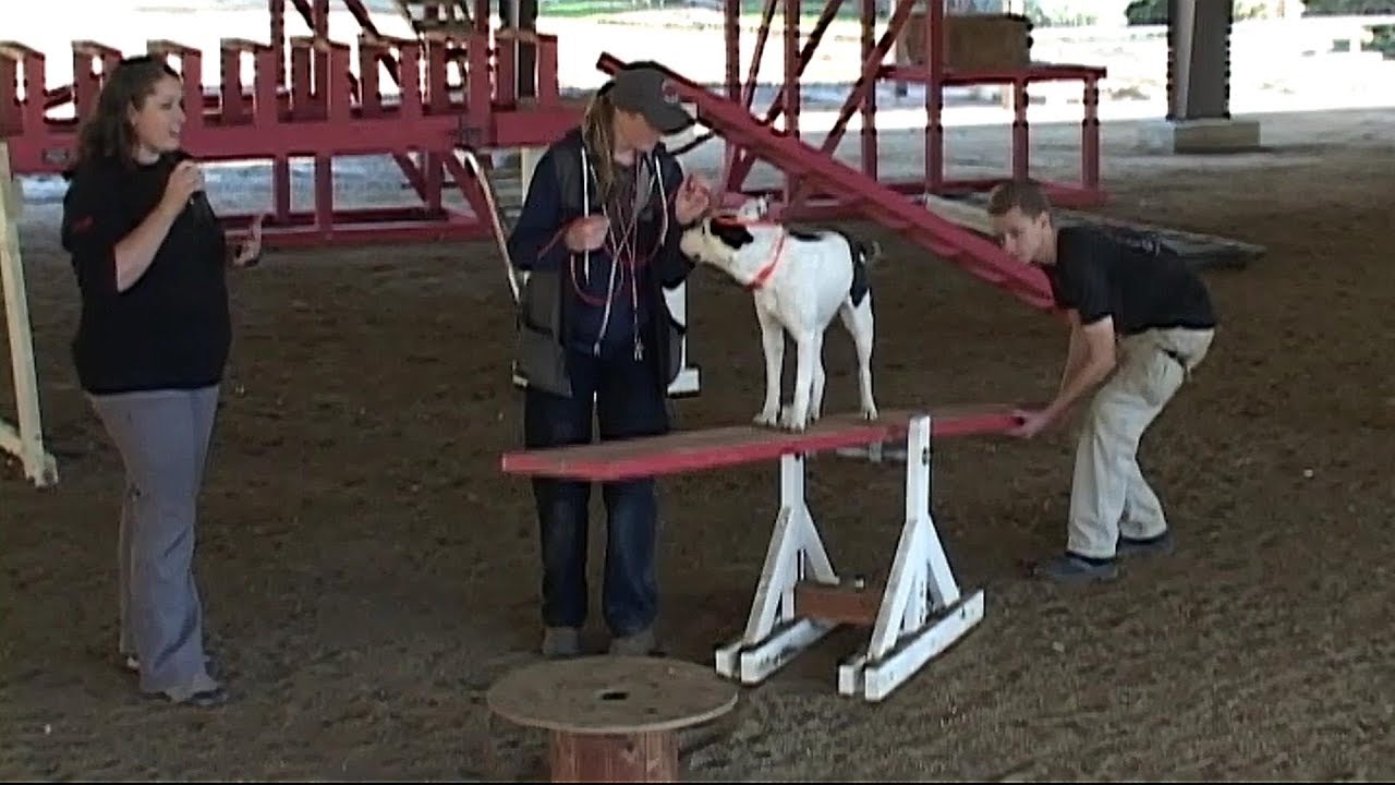 Arena Training at the National Search Dog Foundation YouTube