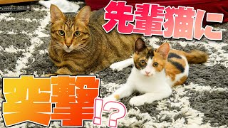 保護された子猫が先住猫たちに突撃子猫の危機を救う先輩猫が凄すぎた…