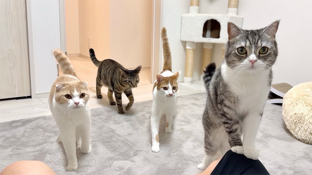 もちまる 生まれて初めてお尻の穴を嗅いだら臭すぎた子猫がこうなっちゃいました