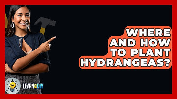 Where And How To Plant Hydrangeas? - LearnToDIY360.com