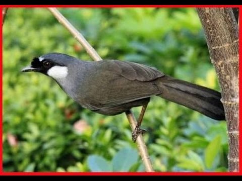 The legend poksay hongkong (cemong) black laughingthrush (Garrulax