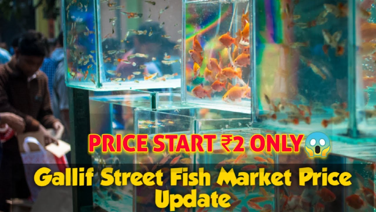 GALLIF STREET CHEAPEST AQUARIUM FISH MARKET KOLKATA INDIA 25TH APRIL