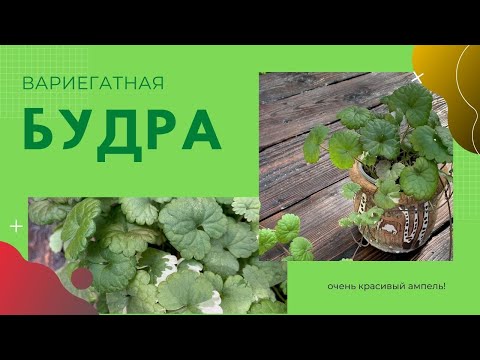 Вопрос: Трициртис, что за растение?