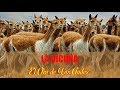 La vicuña peruana "El Oro de Los Andes" | Perú país maravilloso