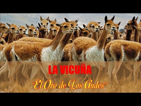 Vídeo: Qui Són Vicuñas