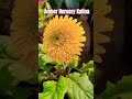 Amber Nursery Kalina Mumbai | Nursery in Mumbai| Gardening