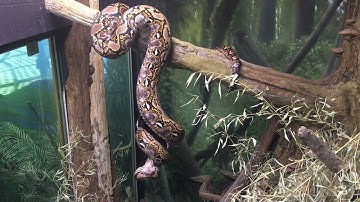 Reticulated Python eating rabbit from Tree