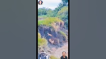 cảnh báo hoa mai phục kích săn bắt linh dương mẹ #thegioidongvat #shortvideo #shosrts