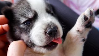 SLEEPY HUSKY PUPPIES | 3 WEEKS OLD
