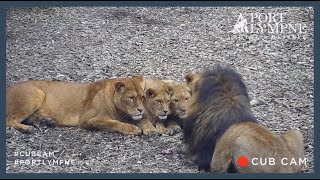 Lion Cub Cam Highlight | Cubs for Male Lion To Finish Eating Time lapse