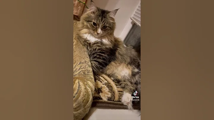 Video 11264681: scottishfold cat, cat maine