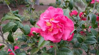 Fabulous Flowers Can Lift Your Spirit in Winter! Walgreens Hilton Head Island, SC