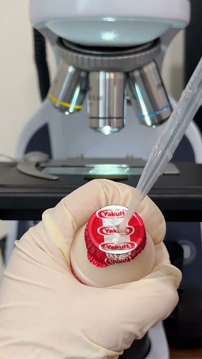 Does Yakult Kill Parasites ?| TULO - Microscope#shorts #microscope #yakult #parasites