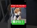デコピン、カメラの前で爆かわ！みんなメロメロ確定🐶💖【癒され必至】