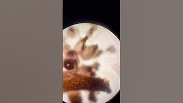 Geologic Thin Sections are Fascinating! #geosciences #thinsection #microscope #comewithme