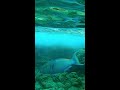 Parrot Fish at Hanauma Bay #shorts
