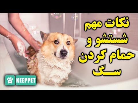 تصویری: چگونه می توان یک سگ را حمام کرد و آرامش داشت