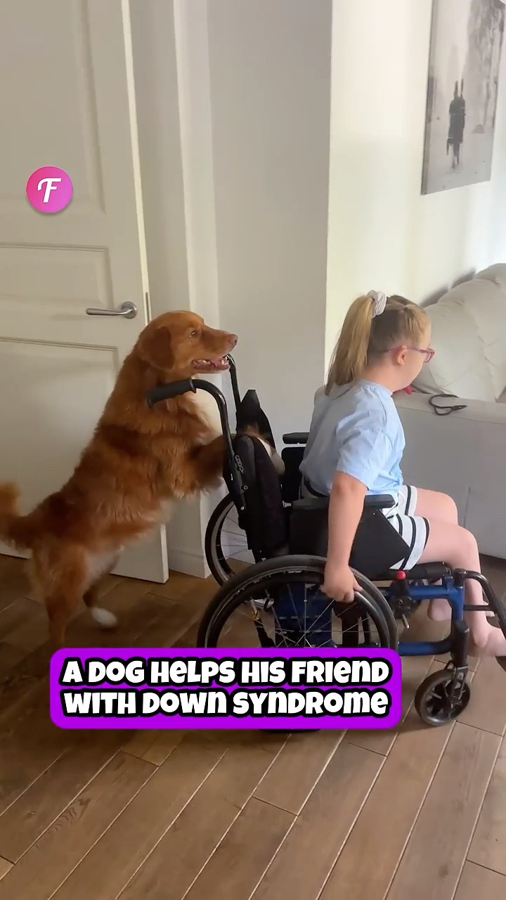 A Dog’s Unconditional Love: Helping His Best Friend Every Step #shorts