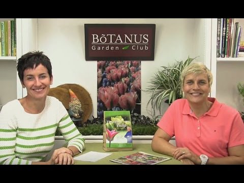 Video: Vad är Viridiflora-tulpaner – Lär dig om att odla Viridiflora-tulpanlökar