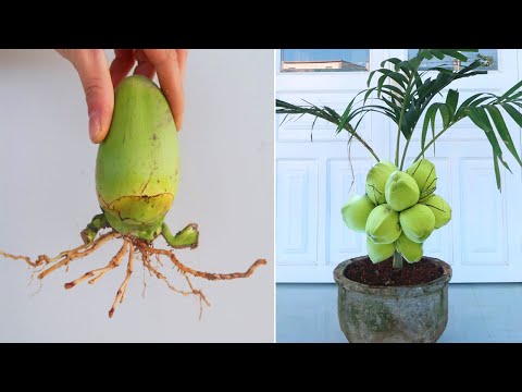 How To Grow Coconut Tree From Coconut Fruit For Beginners