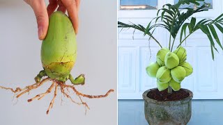 How to grow coconut tree from Coconut Fruit for beginners