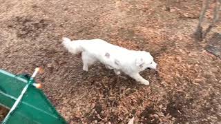 ルンルンはお留守番 Great Pyrenees グレートピレニーズ