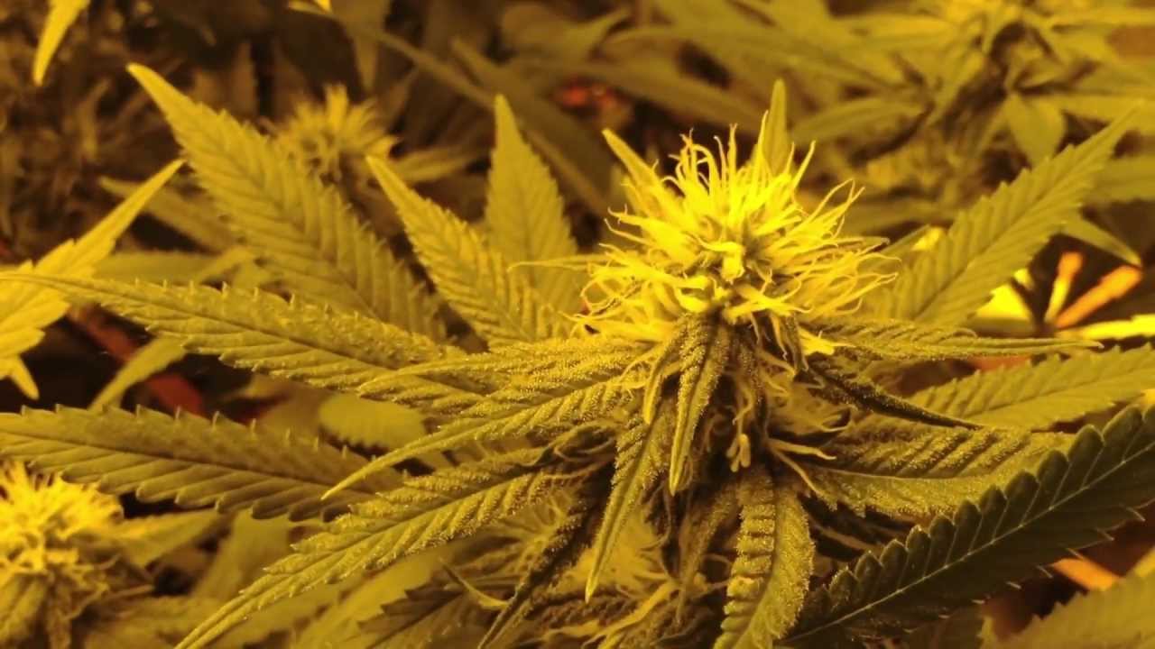 Medical Marijuana 2x4 Scrog Grow tent - Day 24 Flowering