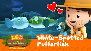 The PUFFERFISH are DATING!! ❤ | Whitespotted Pufferfish | Leo the Wildlife Ranger | #compilation
