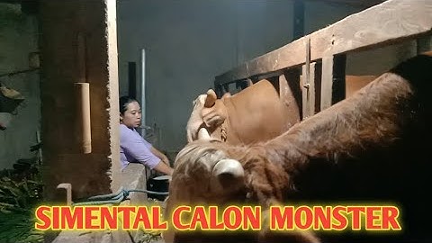 SAPI SIMENTAL CALON MONSTER,KANDANG SEDERHANA