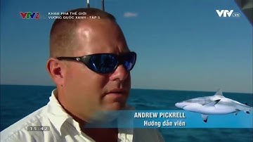 VTV2   Khám phá thế giới   Thợ lặn cá mập