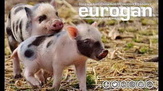 EUROGAN. Productos porcino/Pig Equipment