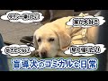 【出不精な盲導犬！？】盲導犬のお出かけに密着