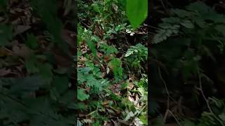 Mencari Buah Durian Jatuh