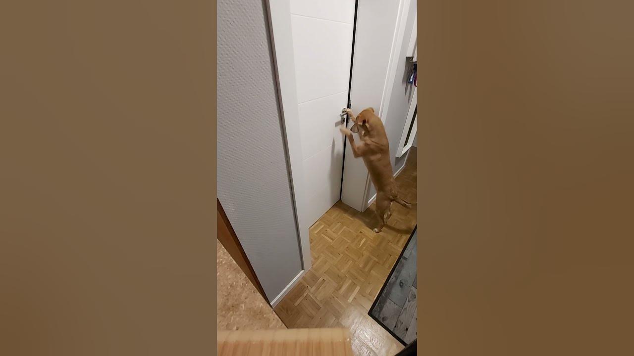Cute dog opening doors again YouTube