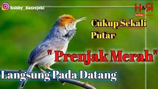 Suara prenjak kepala merah,ampuh buat pikat || hobby dan rejeki