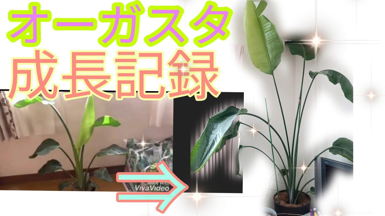 オーガスタ！1年で成長しすぎてる感ありどこまで大きくなるんだろう