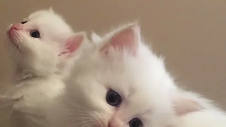 Video 5302011: siberian cattery, siberian kitten, purebred kittens, kittens born, best cat