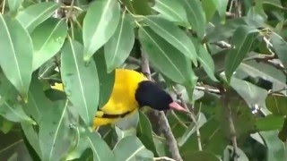 I am very much lucky to watch this bird so vividly in such a busy area
of kolkata