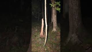 (VERY SCARY) DISTURBING FIND IN JAPANS MOST HAUNTED FOREST | AOKIGAHARA 青木ヶ原 #shorts