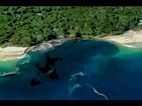 Video: Retiro de playa en Australia, encuadrado entre eucaliptos nativos