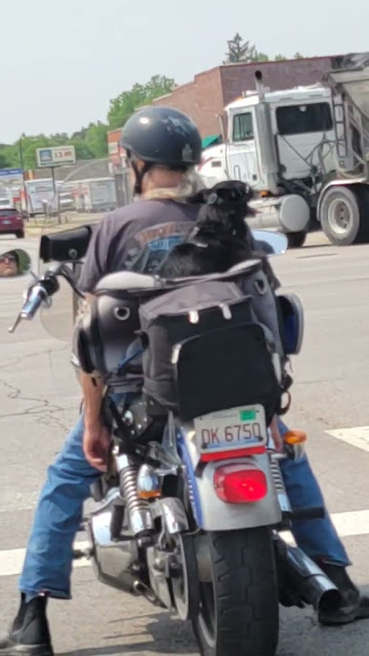 dog riding a motorcycle #fyp #shorts #dog #dogshorts
