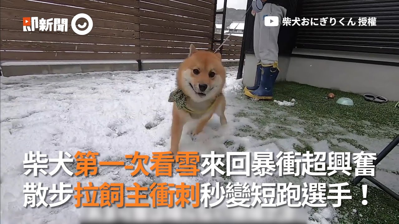 日本柴犬第一次看雪超興奮散步拉著飼主來回暴衝 寵物 動物 狗狗 Youtube
