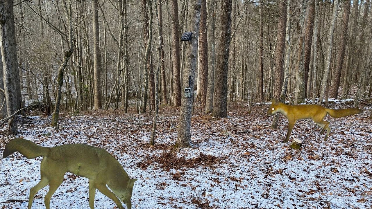 Predators More Active In The Snow And Cold Weather - YouTube