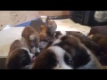 Seven week old Saint Bernard puppies