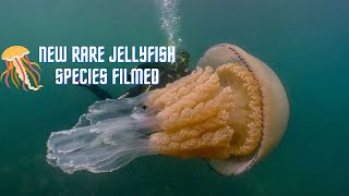 New rare jellyfish species filmed