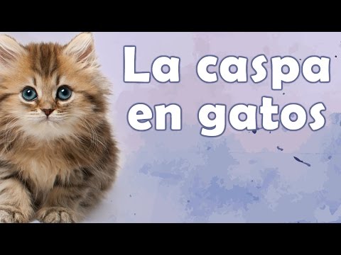 La caspa en gatos