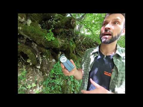 Video: Orientamento a terra: da che parte cresce il muschio