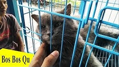 Murah Banget! Harga Kucing Persia Murah Pasar PASTY Jogjakarta - Durasi: 3.29. 