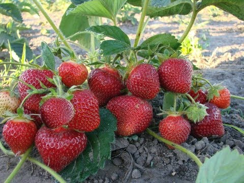 Video: Magugu Ya Strawberry: Zhmurka, Dubnyak, Bakhmutka, Kusimamishwa